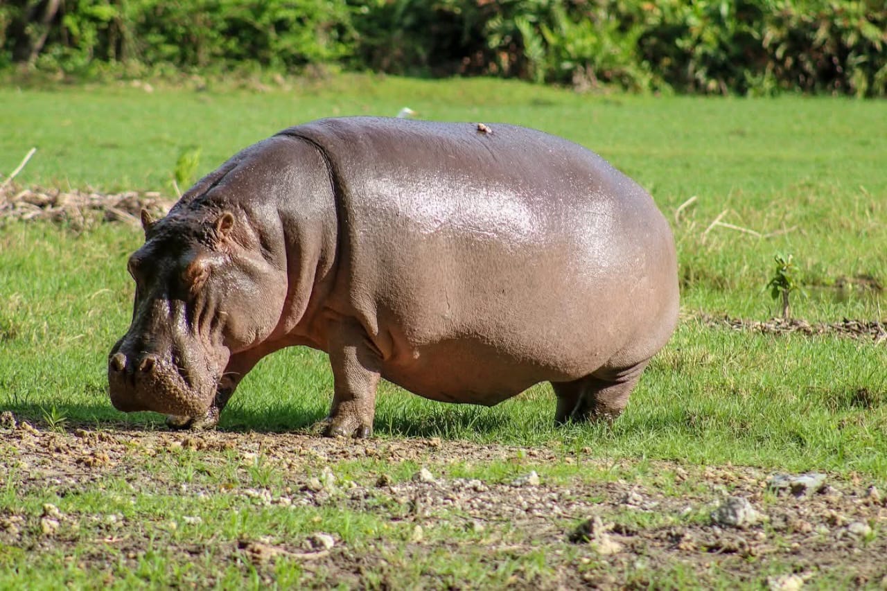 3 Giorni - Amboseli e Tsavo Est