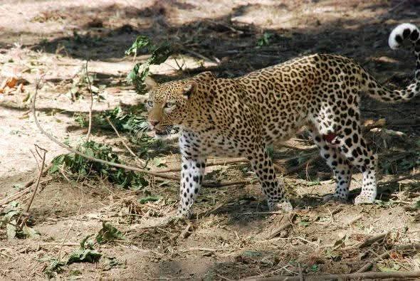 3 Giorni - Amboseli e Tsavo Est