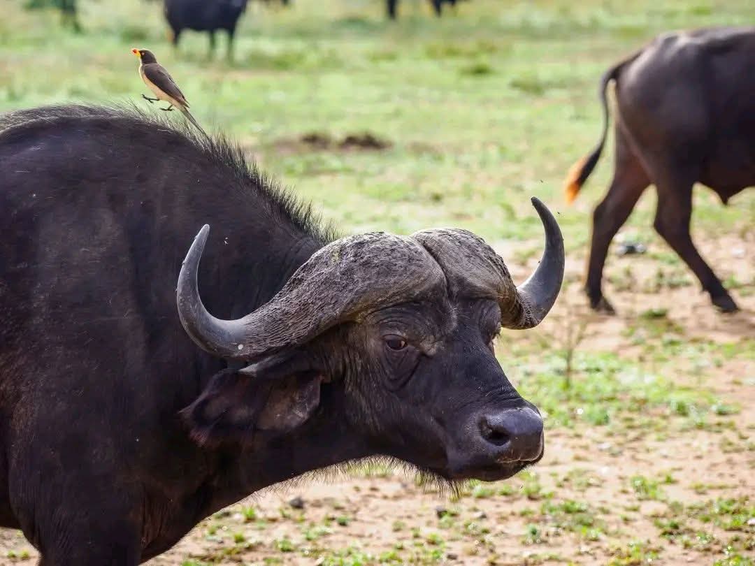 3 Giorni - Amboseli e Tsavo Est