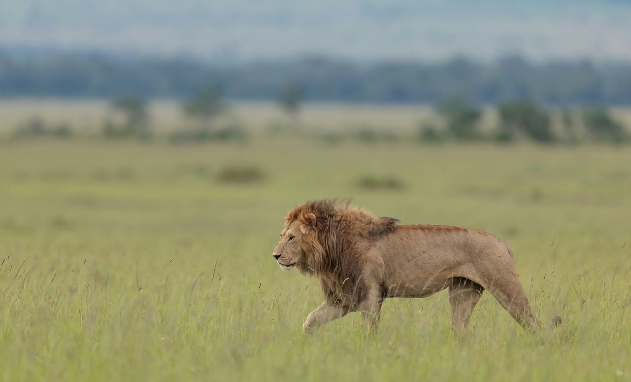 2 Giorni - Maasai Mara