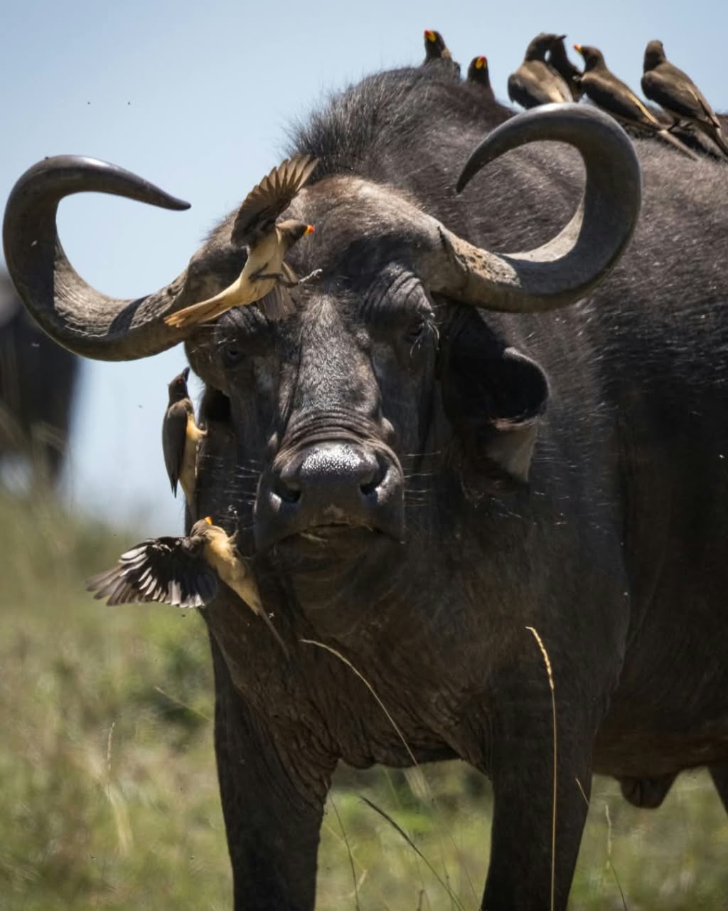 4 Giorni - Maasai Mara e Lago Nakuru